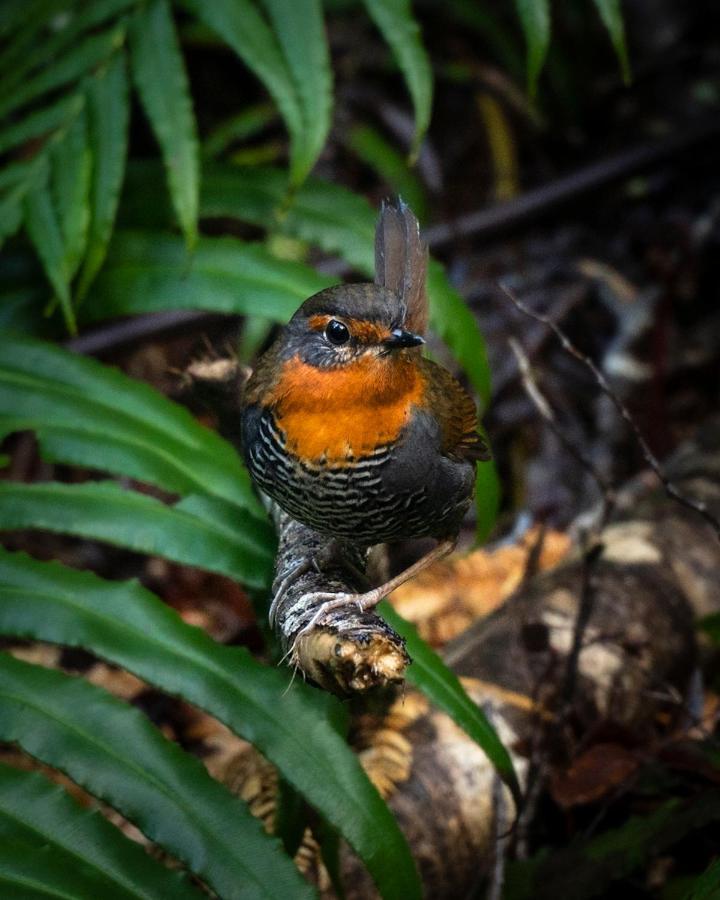 Lodge Parque Tepuhueico 卡斯特鲁 外观 照片