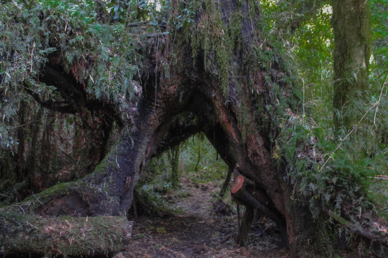 Lodge Parque Tepuhueico 卡斯特鲁 外观 照片